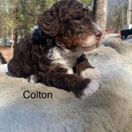 Colton - Tri-color male Bernedoodle puppy in New Ringgold, Pennsylvania from Hawk Mountain Doodles