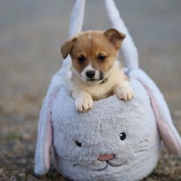 Boy 4 - Sable male Pembroke Welsh Corgi puppy in Ocala, Florida from Dolan Farms Corgis