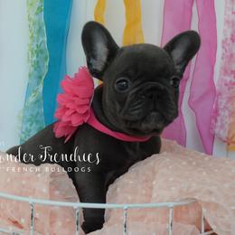 Bo Peep - Blue female French Bulldog puppy in Loxahatchee, Florida from Blue Wonder Frenchies
