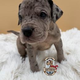 Kissy - Merle female Great Dane puppy in White City, Kansas from Southwind Great Danes