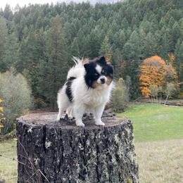 Pomeranian puppies from Dbos Furry Friends