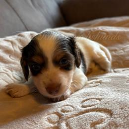 Apollo - Piebald male Dachshund puppy in Jonesboro, Illinois from Twin Hills Dachshunds