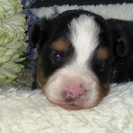 Tibby - Black tri male Toy Australian Shepherd puppy in Arrington, Tennessee from Tumblin T Aussies and Aussiedoodles