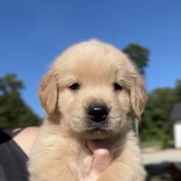 Orange Boy - Golden male Golden Retriever puppy in Albany, Georgia from Sassafras Goldens