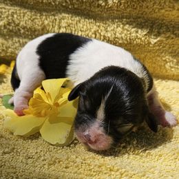Lilly - Tri-color female Cavalier King Charles Spaniel puppy in Charity, Missouri from Missouri. Cavaliers