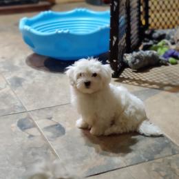 Gabe: OFA and CHIC parents - White male Coton de Tulear puppy in Westfield, North Carolina from Legacy Pets