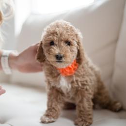 Goldendoodle Puppies from Dashing Doodle Pups