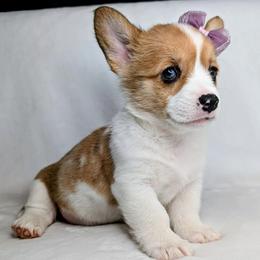 Clover - Sable merle and white female American Corgi puppy in Clarksville, Tennessee from Cold Creek Family Farm LLC