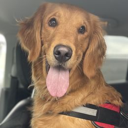 Goldendoodles and Golden Retrievers from Stay Golden