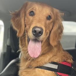 Goldendoodles and Golden Retrievers from Stay Golden