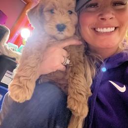 Goldendoodle Puppies from Yorks and doodles
