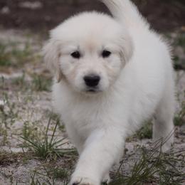 Golden Retriever Puppies from Wise-Taylor Goldens
