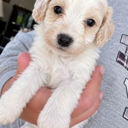 Michelangelo - Buff and white male Cockapoo puppy in Ellensburg, Washington from Dawn to Dusk Cockapoos