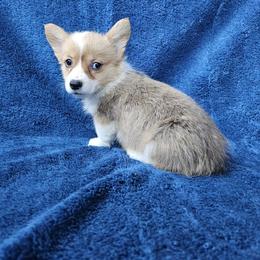 Chai - Red female Pembroke Welsh Corgi puppy in Castle Rock, Washington from Heckman Corgis