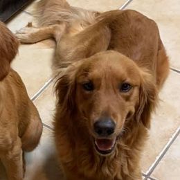 Dachshunds and Golden Retrievers from Triple G Kennels