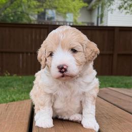 Maddy - Red female Bernedoodle puppy in Fishers, Indiana from Fishers Bernedoodles