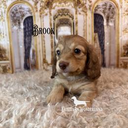Brook - Cream female Dachshund puppy in Rainier, Oregon from Doxies in Wonderland