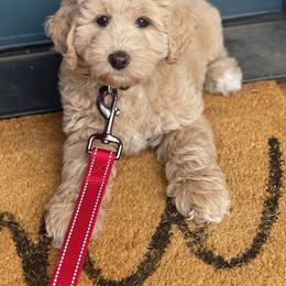 Australian Labradoodle Puppies from High Desert Labradoodles