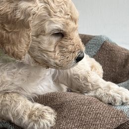 Poodle Puppies from Cheerful Poodles