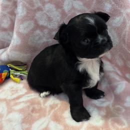 Girl 3 - female Chihuahua puppy in Summerfield, Florida from Impeccable's Boutique & Ethical Breeder for the educated & discriminating ONLY