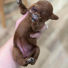Daffodil - Red female Cavapoo puppy in Colcord, Oklahoma from Copper Lane Aussies, Doodles & Cavapoos