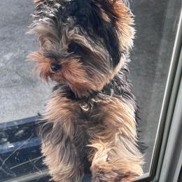 A.C.E. Man - Yorkshire Terrier