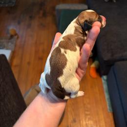 Cosmo - Piebald male Dachshund puppy in Jacksonville, North Carolina from Lizzie’s Doxies