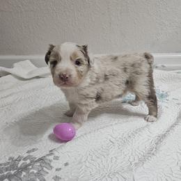 Girl 1 - female Australian Shepherd puppy in Wauneta, Nebraska from 4H Aussies