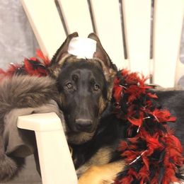 German Shepherd Puppies from Shakers