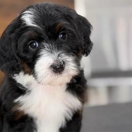 Reeses - Tri-color female Bernedoodle puppy in El Campo, Texas from Little Fur Friends Bernedoodles