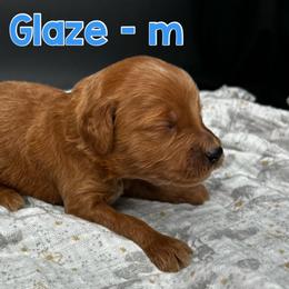 Glaze - Red  male Goldendoodle puppy in Lake City, Florida from North Florida Poodles and Doodles