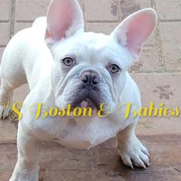 Boston Terriers, Boxers, and French Bulldogs from CC's Boston, Boxer & Frenchie Babies