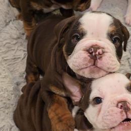 Bear - Chocolate tri-color male Bulldog puppy in Harrisburg, Pennsylvania from Central PA WiggleButts Bulldogs