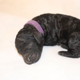 Goldendoodle Puppies from Davis Doodles