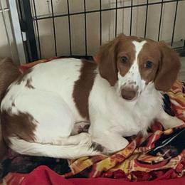 Sequin - Piebald female Dachshund puppy in Chino Valley, Arizona from Lane’s Little Long Coats