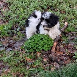 Eclipse - Black and white male Havanese puppy in Anderson, South Carolina from Moe's Goldens and HavAntics