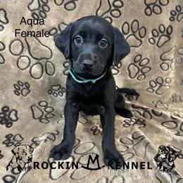 1st Pick Female - Black female Labrador Retriever puppy in George West, Texas from Rockin M Kennel