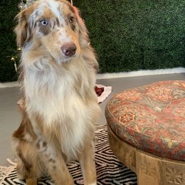 Aussiedoodles, Australian Shepherds, Miniature Australian Shepherds, and Toy Australian Shepherds from Doodles ‘N Dawgs