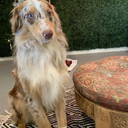 Aussiedoodles, Australian Shepherds, Miniature Australian Shepherds, and Toy Australian Shepherds from Doodles ‘N Dawgs