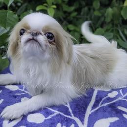 Boy 1 - male Japanese Chin puppy in Johnson City, Tennessee from Erin & Friends Japanese Chin