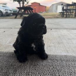 Jessie - Black female French Bulldog puppy in Brush Prairie, Washington from Hallowells red barn french bulldog's