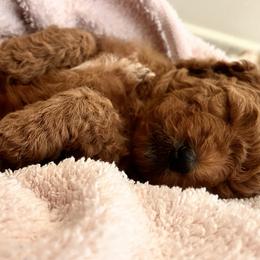 Goldendoodle Puppies from Kid's Best Doodle