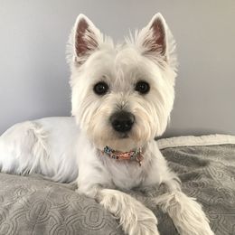 Sophie - West Highland White Terrier
