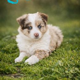 JJ - Red merle female Border Collie puppy in Sanger, California from Flying M Cactus Ranch Buddies