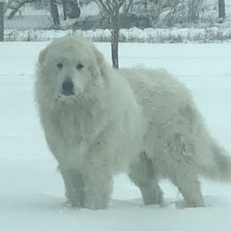 Quy - Great Pyrenees