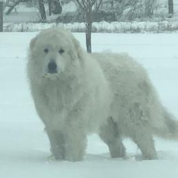 Quy - Great Pyrenees