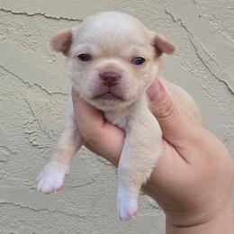 Fawny - Fawn and white female Chihuahua puppy in Vineland, New Jersey from Royal Companion's