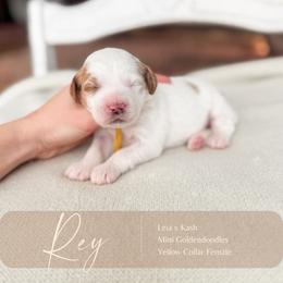 Rey - Parti female Goldendoodle puppy in Hiddenite, North Carolina from Rose and Reid Doodles