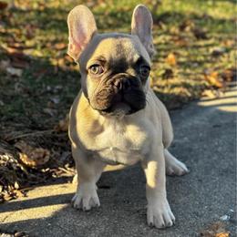 Mr. Nibble - Fawn male French Bulldog puppy in Gurnee, Illinois from Le Luxe Frenchies