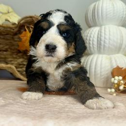 Boy 4 - Tri-color male Bernedoodle puppy in Russiaville, Indiana from Pleasant Creek Minibernedoodles